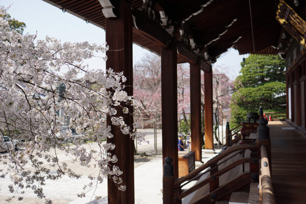 CHERRY BLOSSOM—Model of Way of Life HBS Believers Should Follow