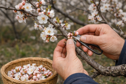 令和８年３月 池本良説〈仏教のおはなし〉「増やすよりも、整える——繁栄のための選択」本門佛立宗 清風寺